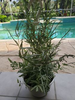Silver Lace Fern plant