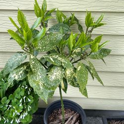 Spotted laurel Potted Live Plant 