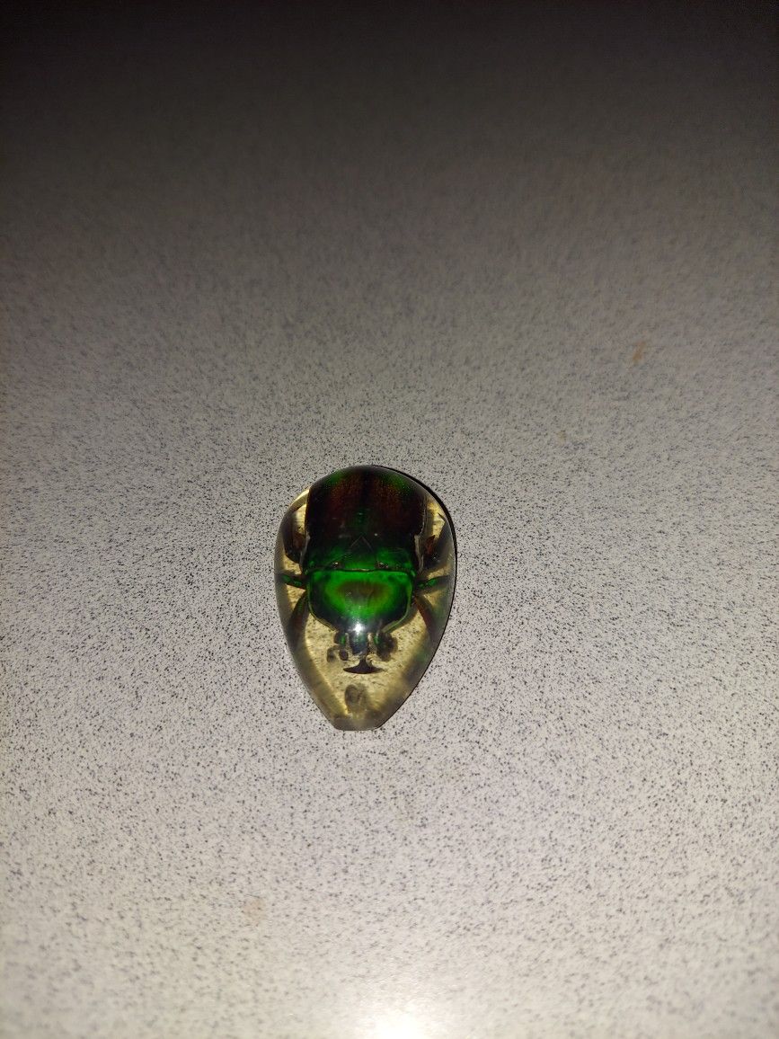 CABOCHON SCARAB BEETLE IN PEAR SHAPED RESIN WITH HOLE TO WEAR AS A NECKLACE
