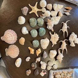 Beautiful Array seashells