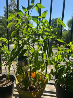 Chilly plants