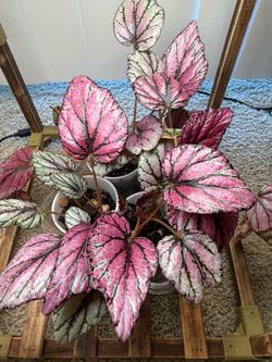 Rex begonia Hugh McLaughlin plant