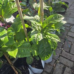 PSSION FRUIT PLANTS(PURPLE)