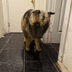 Halloween Decorations 