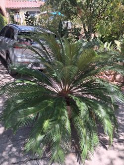 sago palm