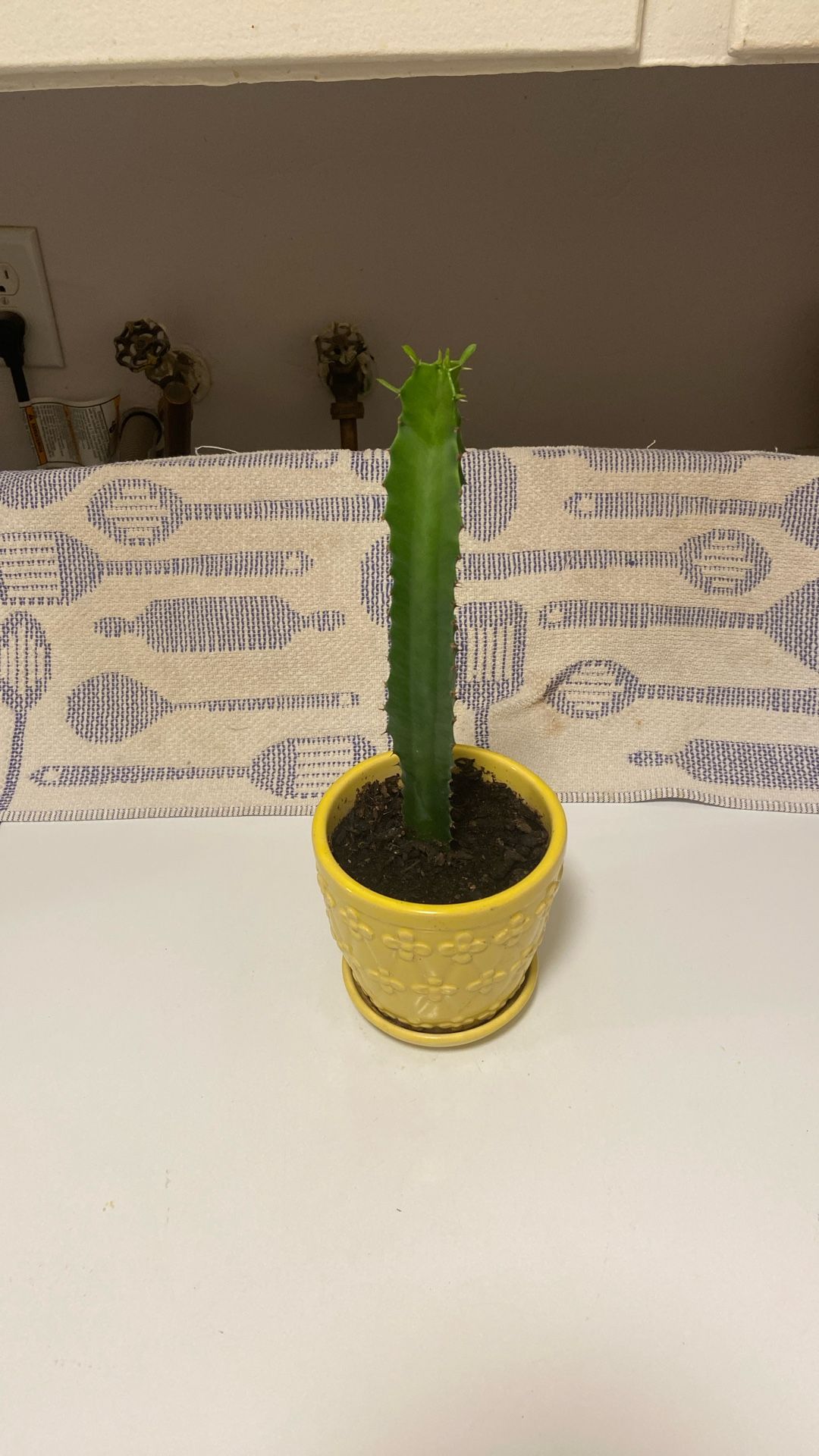 Large Healthy Cactus In Yellow Glazed Ceramic Pot