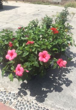 Hibiscus