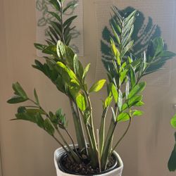 Zz Plant 3 Feet Tall
