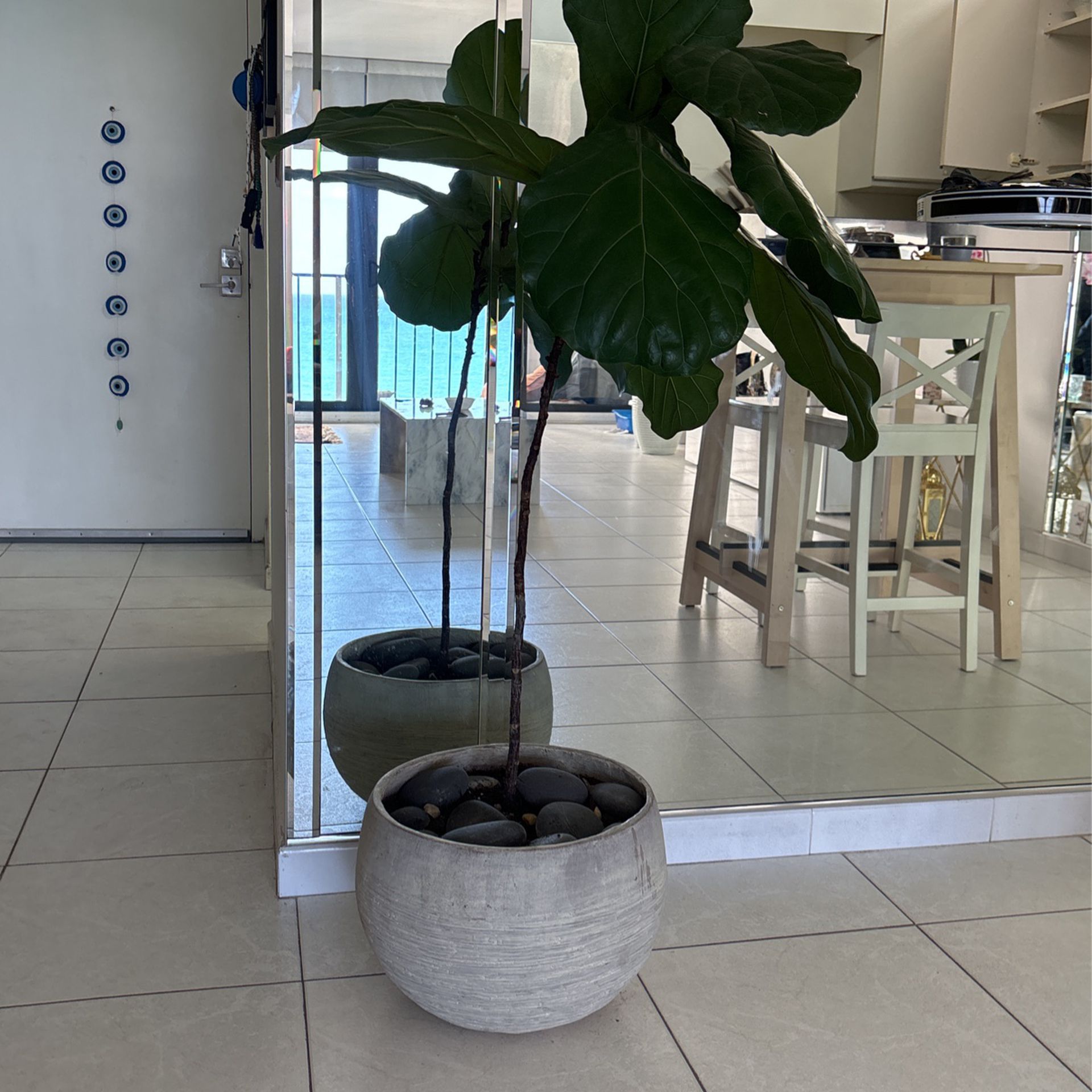 Fiddle Fig Plant 