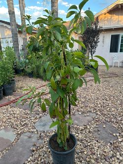 Avocado tree hass