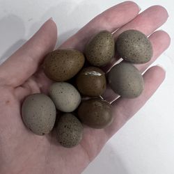Fertile Eggs Button Quails - Per Unit Or Dozen 