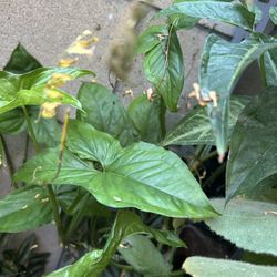 Plantas