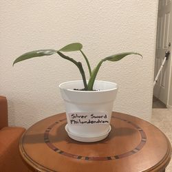 Silver Sword Philondedron 