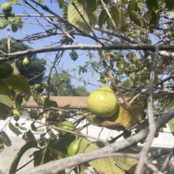 Organic Guavas - $2 Per Lb.  ( ORGANIC)