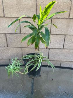 Bundle of plants