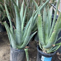 Aloe Vera plants