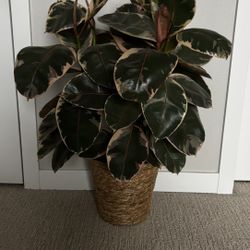 Live Ficus elastica Tineke Rubber Plant