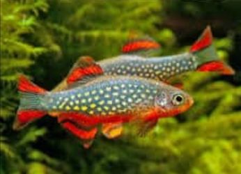 Aquarium Fish - Celestial Pearl Danios & more