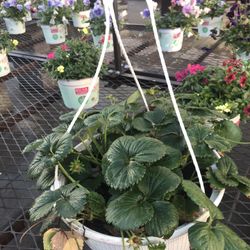 Sweet Strawberry Seedling Plant In Hanging 2 Gallon Pot