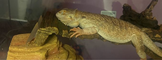 Breaded dragon tank