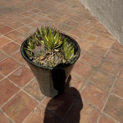 Dozens Of 5lb And Bigger Nice Pots! 