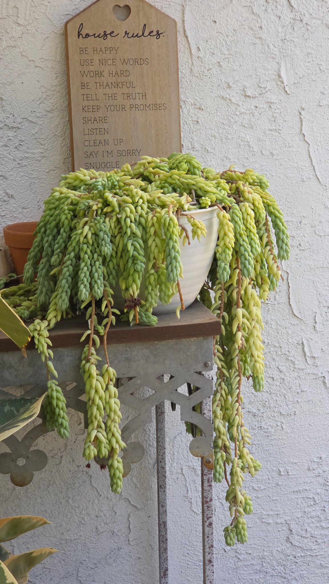 All Kinds Of Plants And Succulents For Sale!