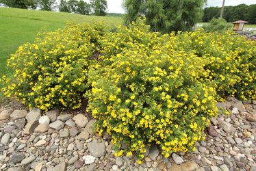 Potentilla “Goldfiger” Perennial Bushes —