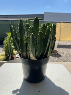 1FT Multi Stem Euphorbia Cactus ā Super Healthy