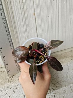 Philodendron Pink Princess Marble Galaxy Plant