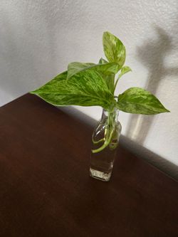 Live Plant marble pothos cuttings