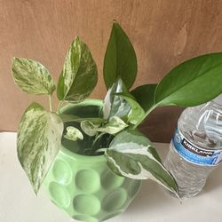 Variety Of Pothos Plant 