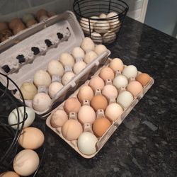 Duck/chicken Eggs