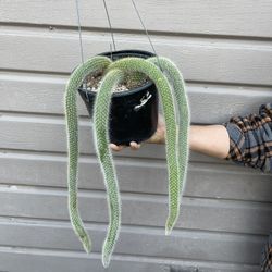 8” Big Monkey Tail Cactus