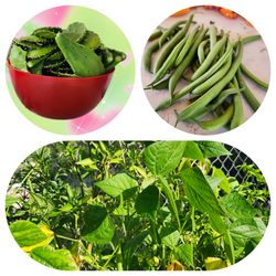 Vegetales de uso diario que no tendras mas que comprar