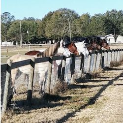 Horse Boarding  