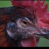 hen & rooster antiques