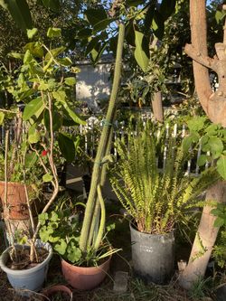 Furn Big Green Plant