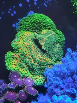 Sunset monti 3/4 inch frag coral