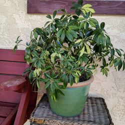 umbrella tree in ceramic pot 