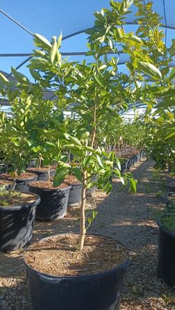 25g Citrus Trees