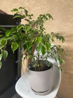 Ficus Plant