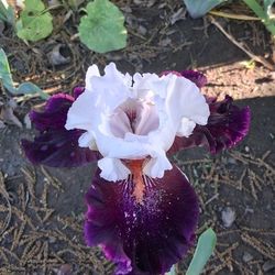 Iris 