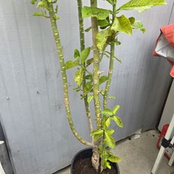 Little Tree with Green Leaves.