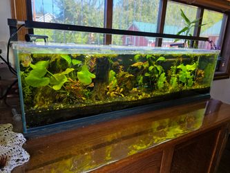 Mr Aqua 12 gallon Rimless Bookshelf Aquarium with Lid