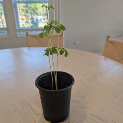 Moringa Plant 