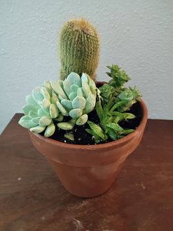 Cactus and succulents