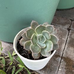 succulent plant