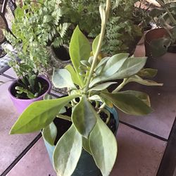 Calandrinia Grandiflora Succulent