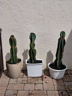 Potted Apple 🍎 Cactus 🌵