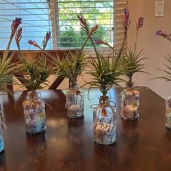 Air Plant Display Art Craft